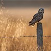 Short-eared owl Asio flammeus perched on old post in late evening light. Scotland. October 2009.